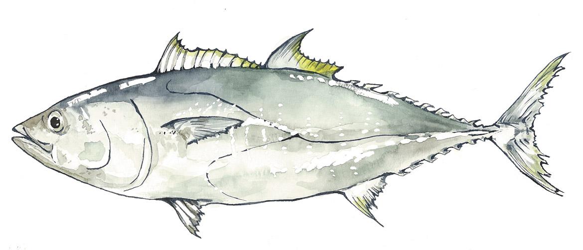 Nordpazifischer Blauflossenthun