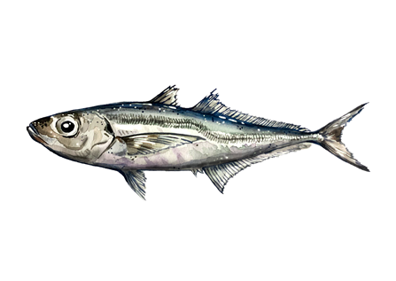 Schildmakrele/ Pazifische Makrele