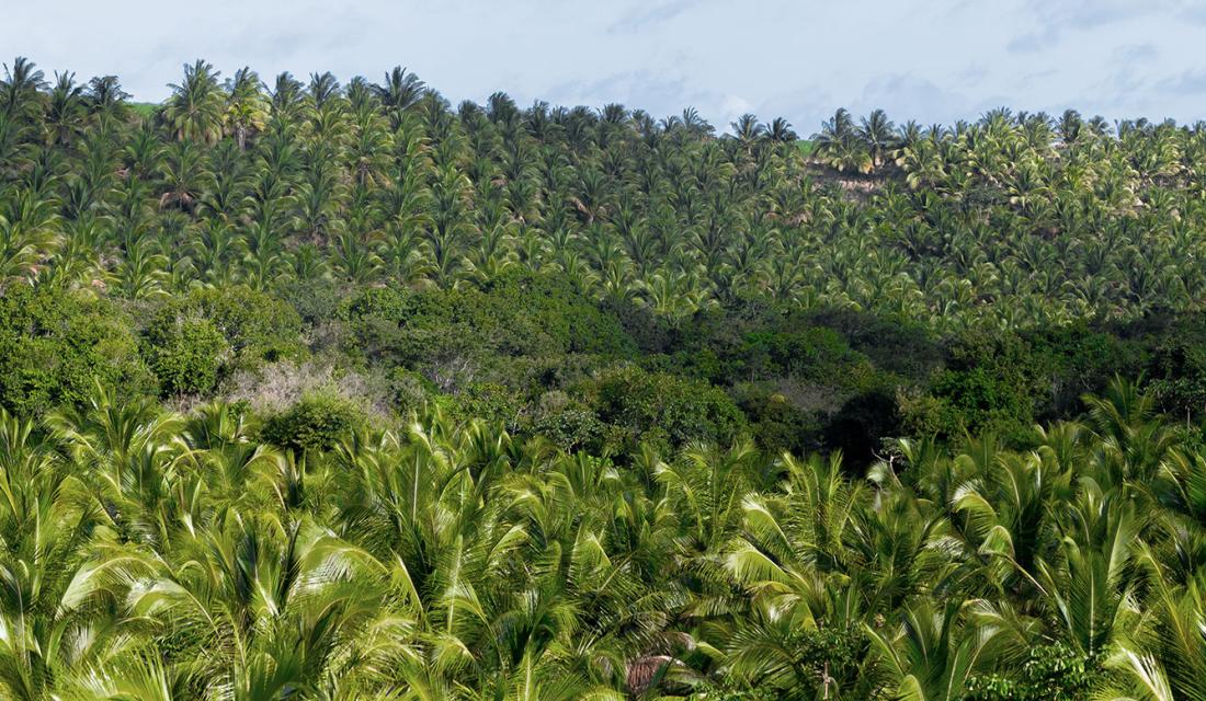 Palmöl-Plantage