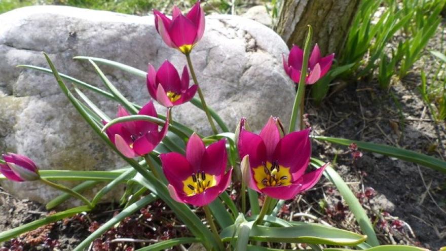 Blumen