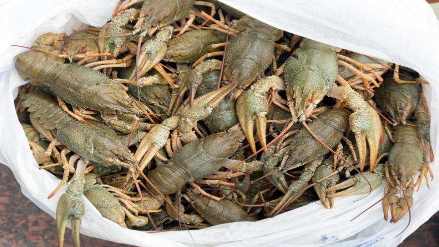 Chitosan – aus Krabbenschalen Geld machen