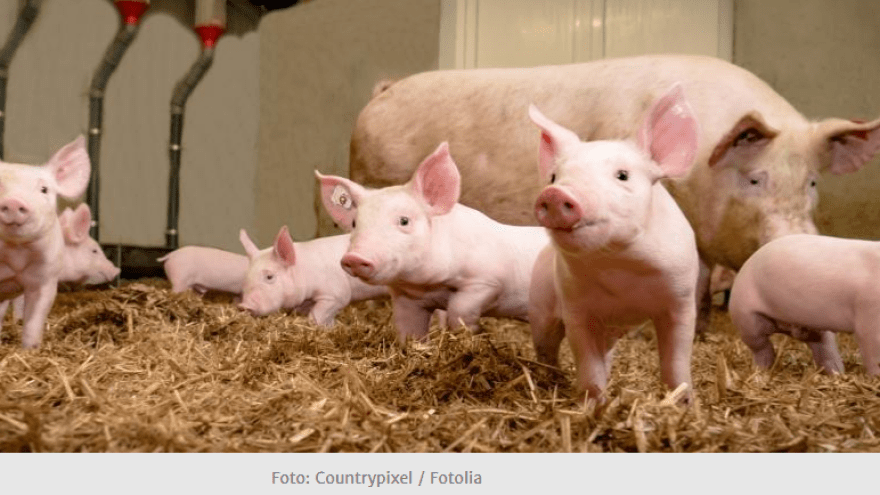 Schweine Tierwohllabel Verbraucherzentrale Bremen
