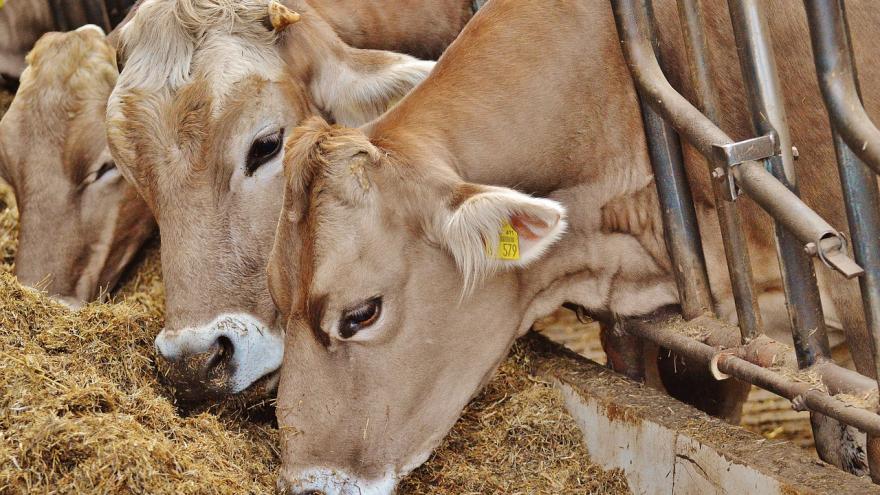 Kühe im Stall Tierwohllabel Verbraucherzentrale Bremen