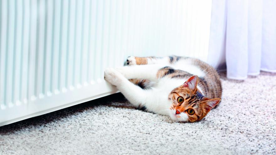 Katze vor Heizung Verbraucherzentrale Bremen