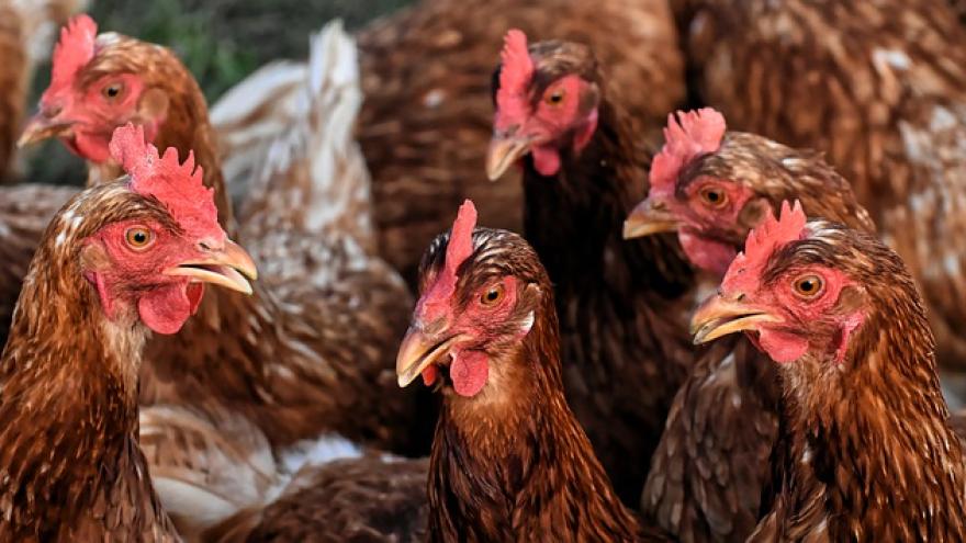 Hühner Tierhaltung Tierwohl Verbraucherzentrale Bremen