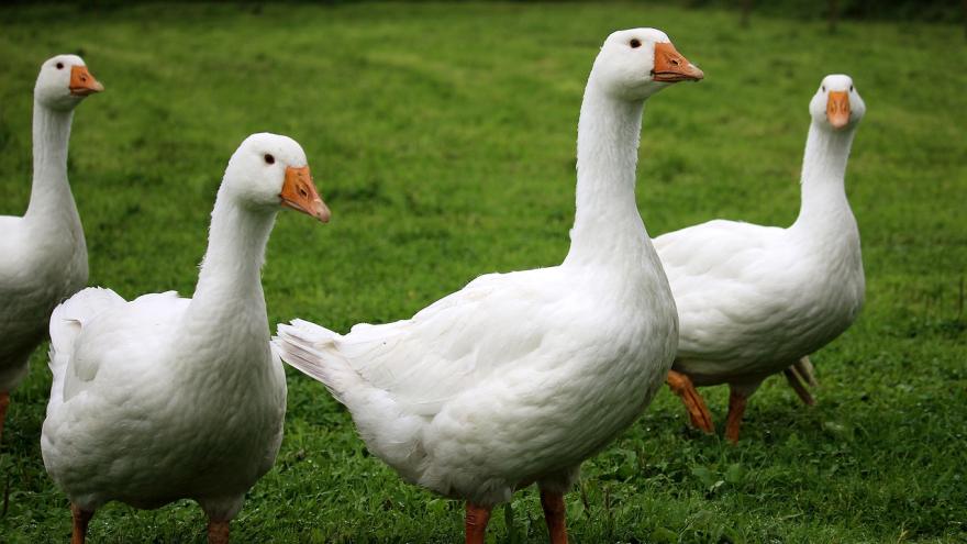 Gänse auf Wiese