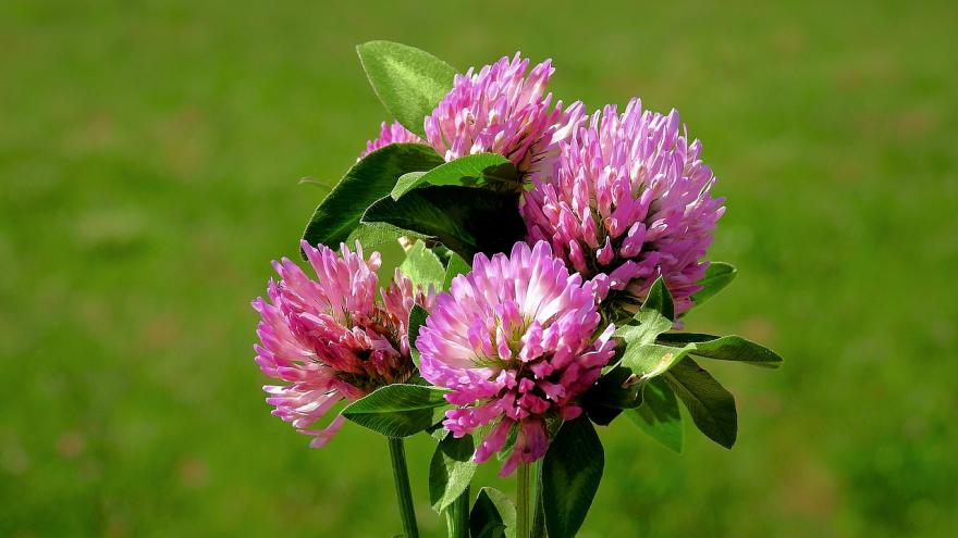 Rotklee Blume