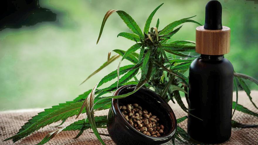 Cannabidiol Cannabispflanze Öl