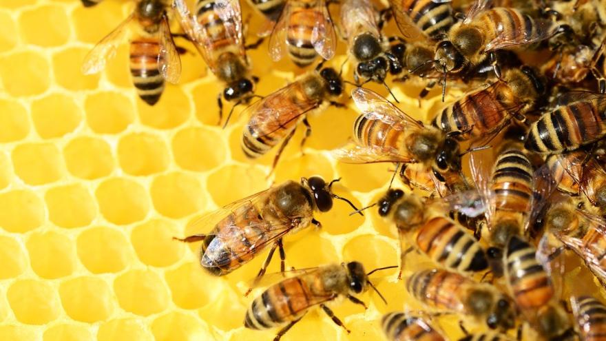 Bienen auf Waben