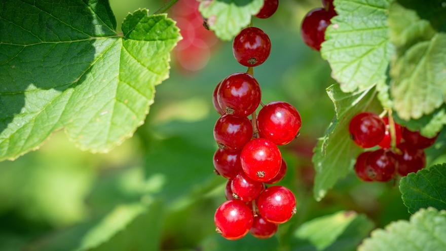 Johannisbeeren