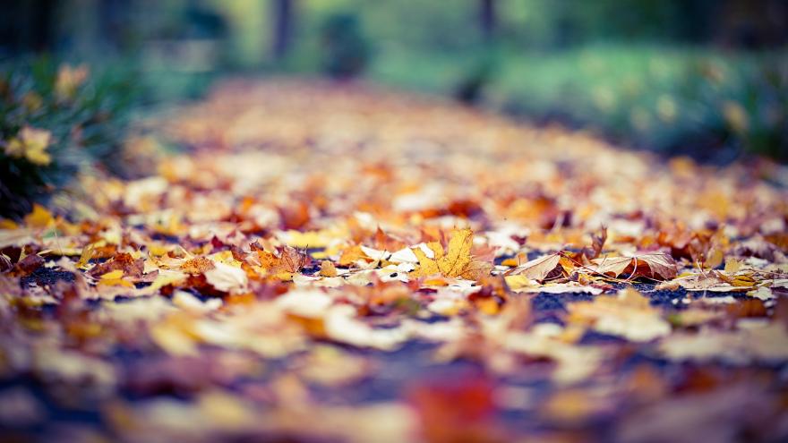 gefährliches Herbstlaub