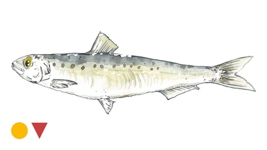 Sardine