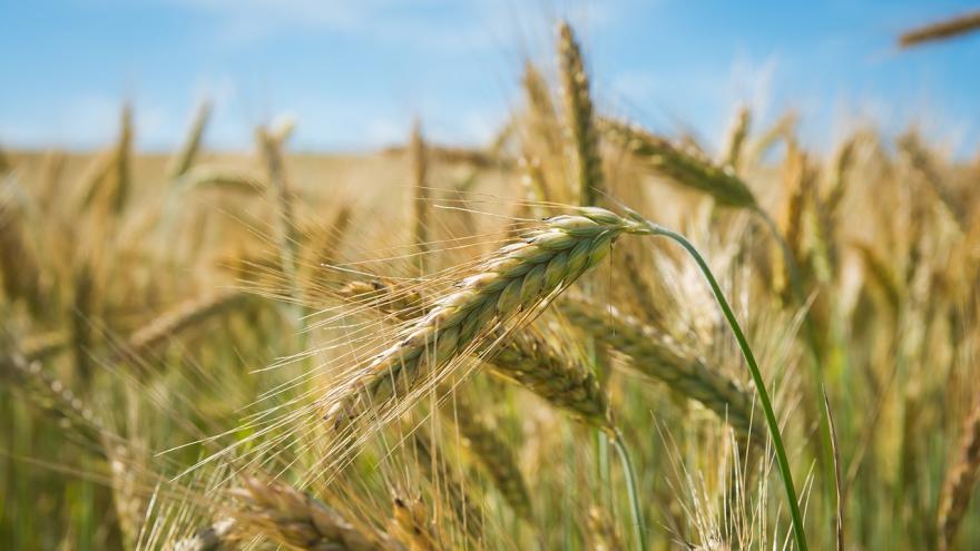 Roggen auf Feld