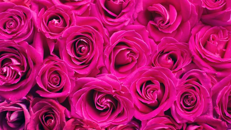 Rosen in pink
