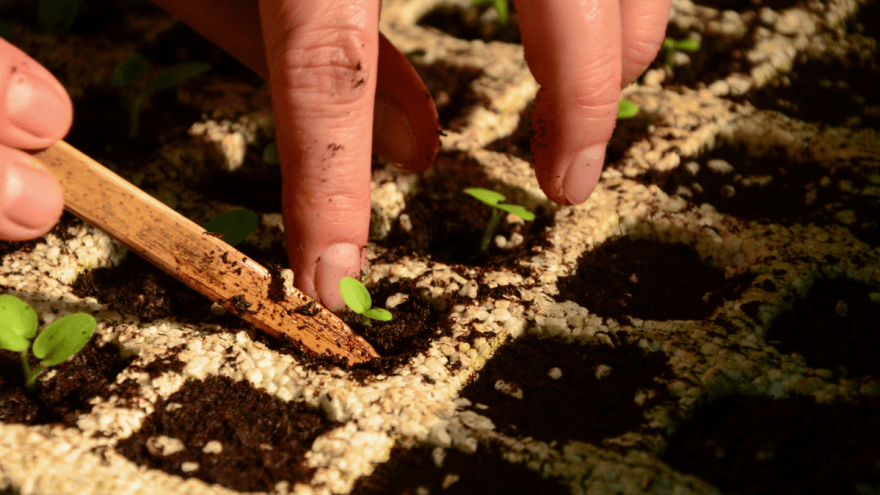 Hand pflanzt Spross eines Gemüses in Erde 