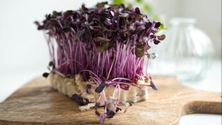 Microgreens 